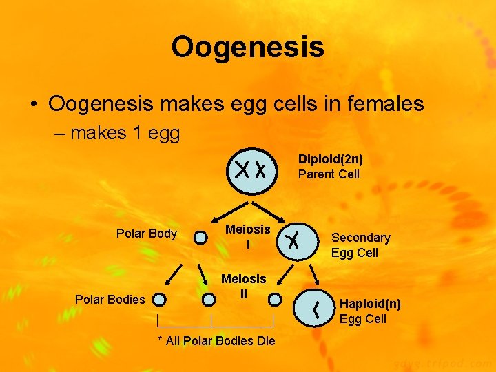 Oogenesis • Oogenesis makes egg cells in females – makes 1 egg Diploid(2 n)