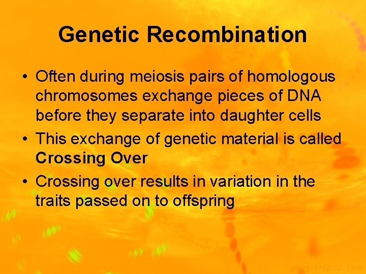 Genetic Recombination • Often during meiosis pairs of homologous chromosomes exchange pieces of DNA