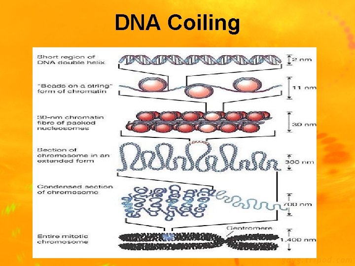 DNA Coiling 