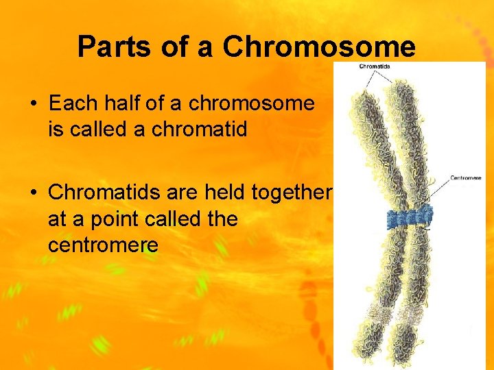Parts of a Chromosome • Each half of a chromosome is called a chromatid