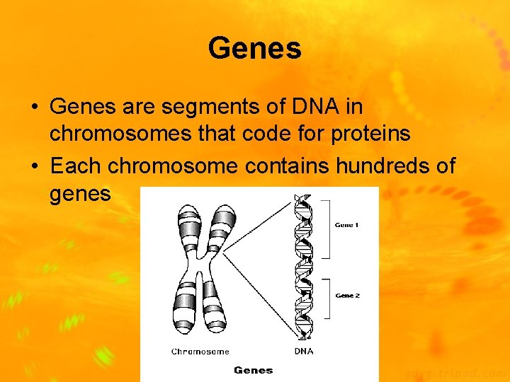 Genes • Genes are segments of DNA in chromosomes that code for proteins •