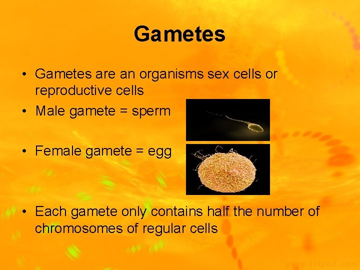 Gametes • Gametes are an organisms sex cells or reproductive cells • Male gamete