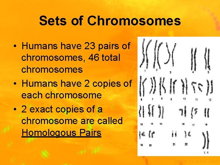 Sets of Chromosomes • Humans have 23 pairs of chromosomes, 46 total chromosomes •