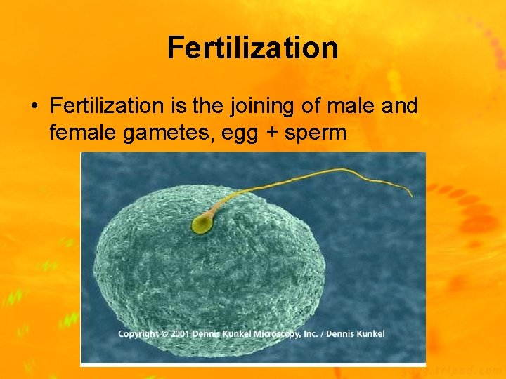 Fertilization • Fertilization is the joining of male and female gametes, egg + sperm