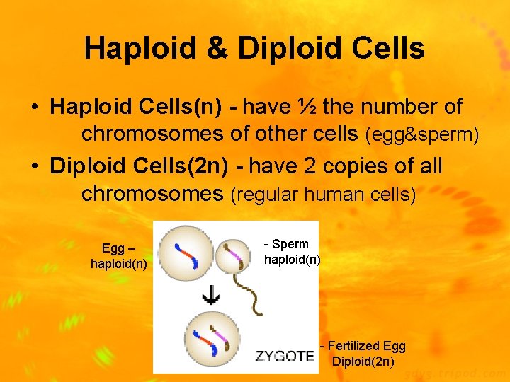 Haploid & Diploid Cells • Haploid Cells(n) - have ½ the number of chromosomes