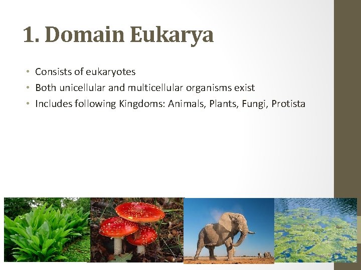 1. Domain Eukarya • Consists of eukaryotes • Both unicellular and multicellular organisms exist