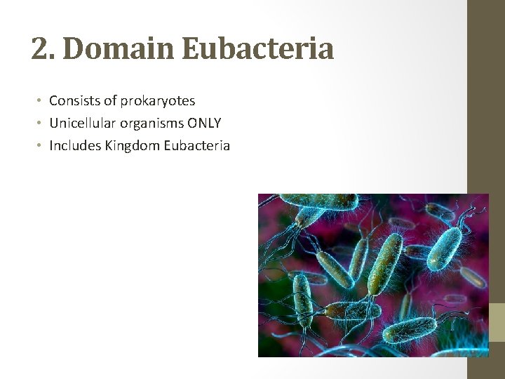 2. Domain Eubacteria • Consists of prokaryotes • Unicellular organisms ONLY • Includes Kingdom