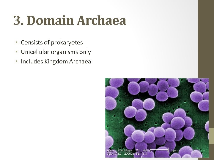 3. Domain Archaea • Consists of prokaryotes • Unicellular organisms only • Includes Kingdom