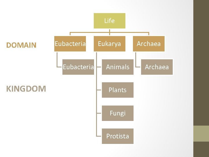 Life DOMAIN Eubacteria KINGDOM Eukarya Animals Plants Fungi Protista Archaea 