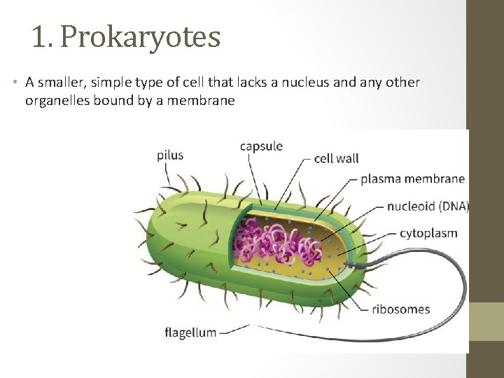 1. Prokaryotes • A smaller, simple type of cell that lacks a nucleus and