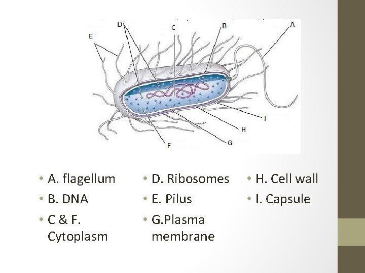  • A. flagellum • B. DNA • C & F. Cytoplasm • D.