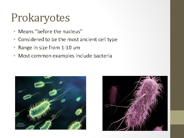 Prokaryotes • • Means “before the nucleus” Considered to be the most ancient cell