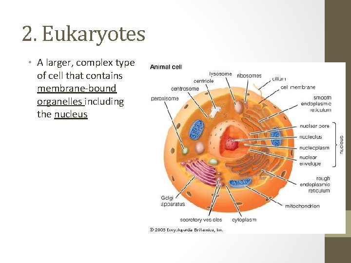 2. Eukaryotes • A larger, complex type of cell that contains membrane-bound organelles including