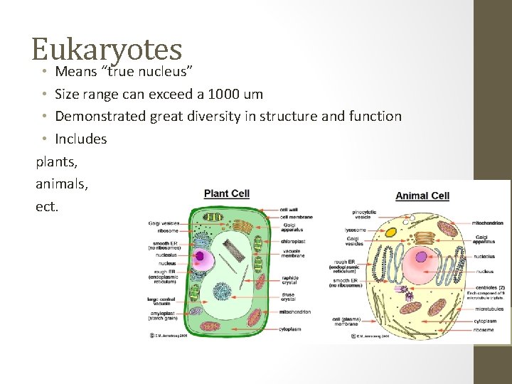 Eukaryotes • Means “true nucleus” • Size range can exceed a 1000 um •