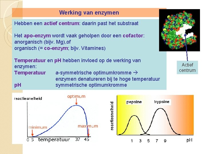 Werking van enzymen Hebben een actief centrum: daarin past het substraat Het apo-enzym wordt