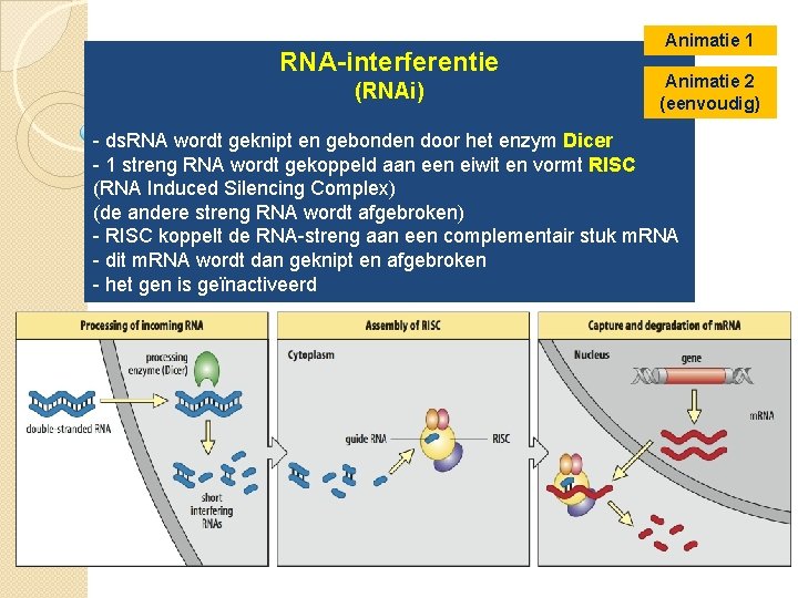 RNA-interferentie (RNAi) Animatie 1 Animatie 2 (eenvoudig) - ds. RNA wordt geknipt en gebonden