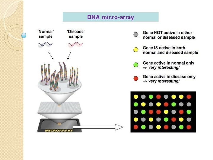 DNA micro-array 