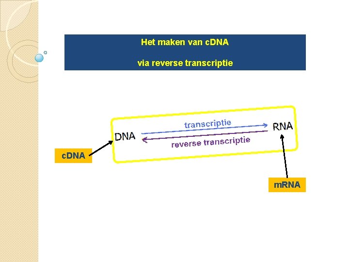 Het maken van c. DNA via reverse transcriptie c. DNA m. RNA 