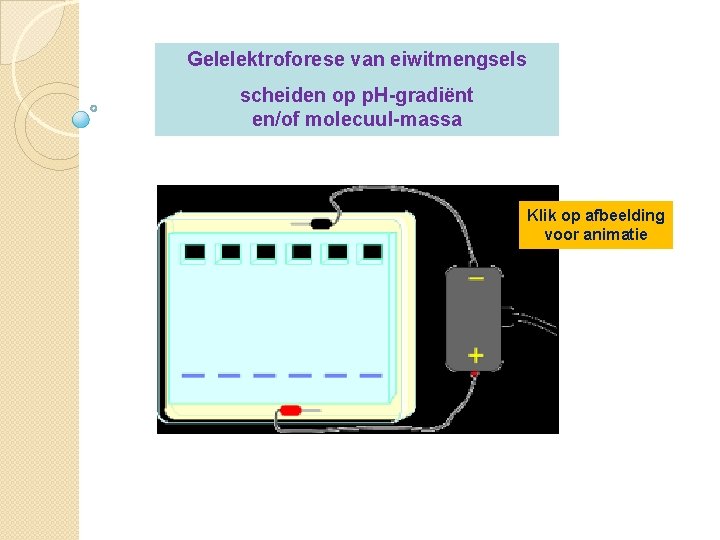 Gelelektroforese van eiwitmengsels scheiden op p. H-gradiënt en/of molecuul-massa Klik op afbeelding voor animatie