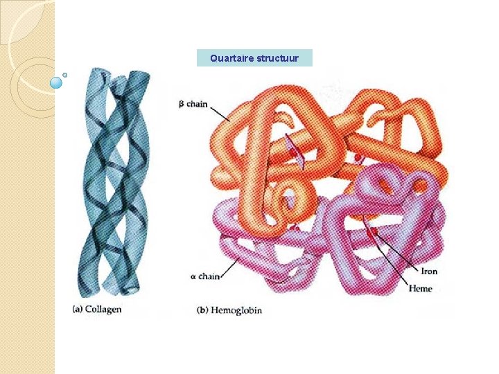 Quartaire structuur 