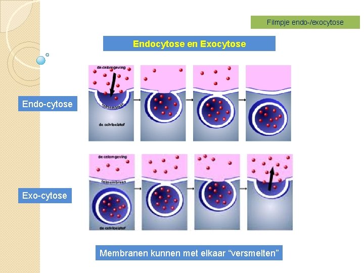 Filmpje endo-/exocytose Endocytose en Exocytose Endo-cytose Exo-cytose Membranen kunnen met elkaar “versmelten” 