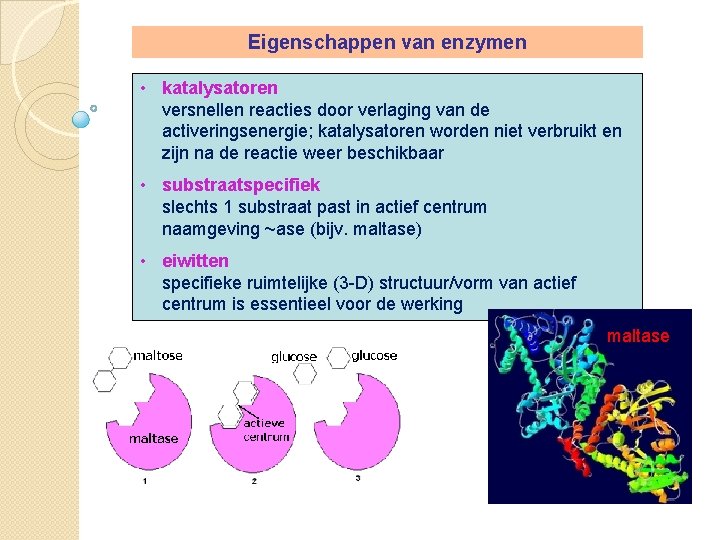 Eigenschappen van enzymen • katalysatoren versnellen reacties door verlaging van de activeringsenergie; katalysatoren worden