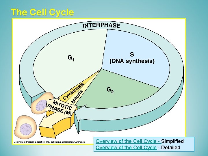 The Cell Cycle Overview of the Cell Cycle - Simplified Overview of the Cell