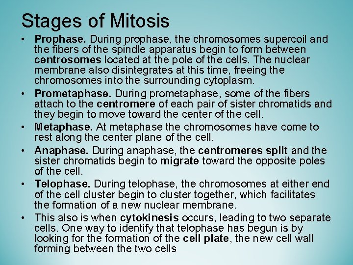 Stages of Mitosis • Prophase. During prophase, the chromosomes supercoil and the fibers of