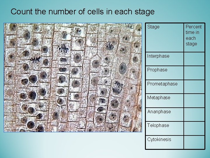 Count the number of cells in each stage Stage Interphase Prometaphase Metaphase Ananphase Telophase