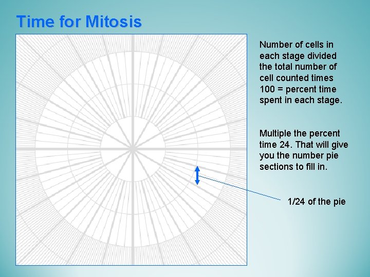 Time for Mitosis Number of cells in each stage divided the total number of