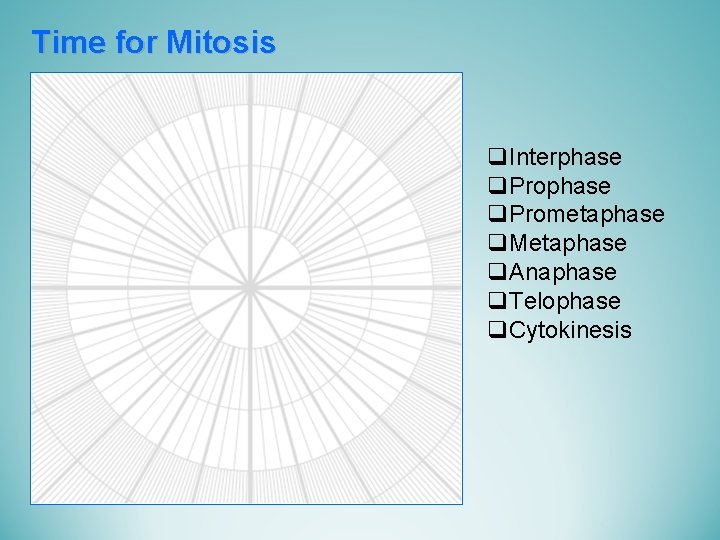 Time for Mitosis q. Interphase q. Prometaphase q. Metaphase q. Anaphase q. Telophase q.