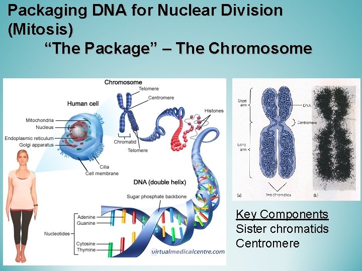Packaging DNA for Nuclear Division (Mitosis) “The Package” – The Chromosome Key Components Sister