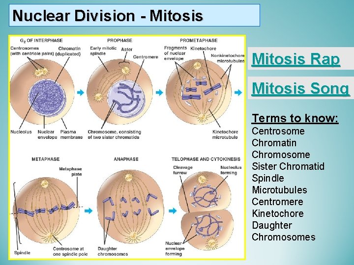 Nuclear Division - Mitosis Rap Mitosis Song Terms to know: Centrosome Chromatin Chromosome Sister