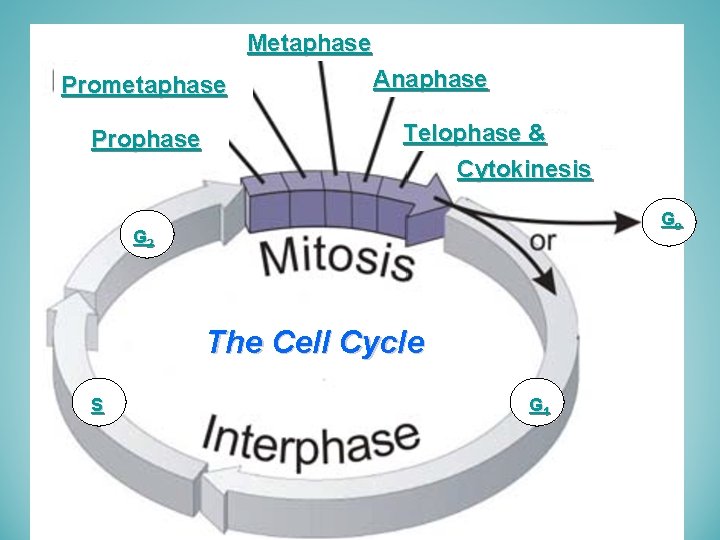 Metaphase Prometaphase Prophase Anaphase Telophase & Cytokinesis Go G 2 The Cell Cycle S
