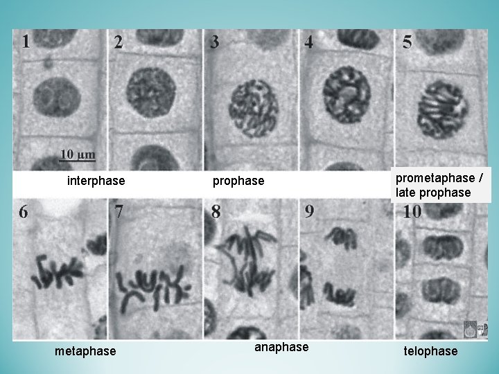 interphase metaphase prophase anaphase prometaphase / late prophase telophase 