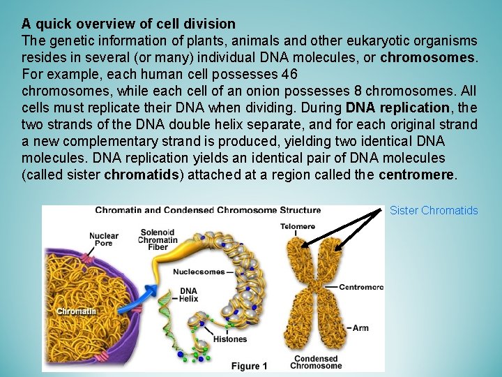 A quick overview of cell division The genetic information of plants, animals and other