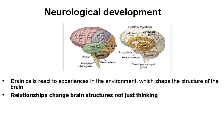 Neurological development • • Brain cells react to experiences in the environment, which shape