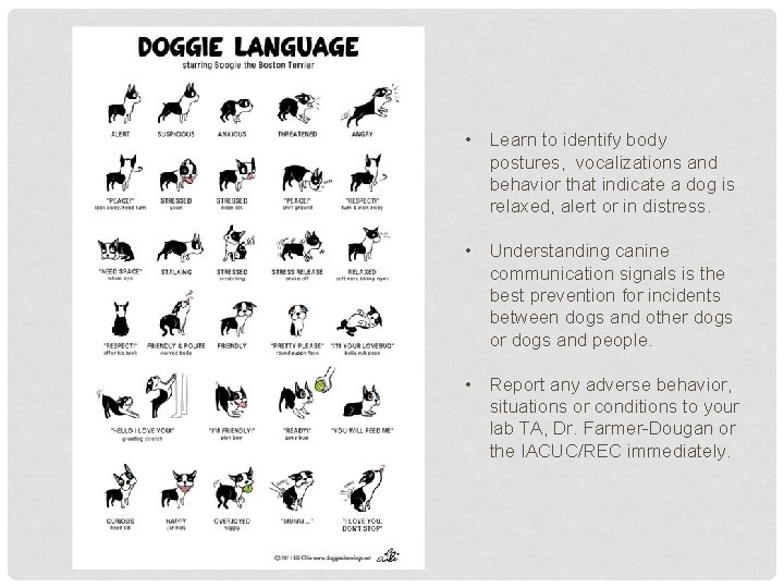  • Learn to identify body postures, vocalizations and behavior that indicate a dog