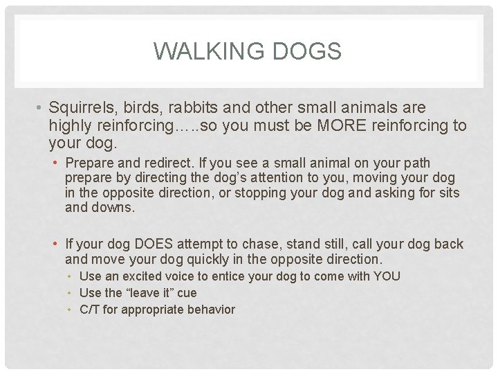 WALKING DOGS • Squirrels, birds, rabbits and other small animals are highly reinforcing…. .