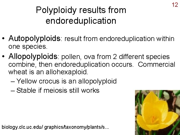 Polyploidy results from endoreduplication 12 • Autopolyploids: result from endoreduplication within one species. •