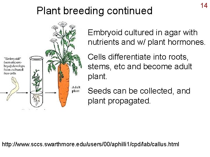 Plant breeding continued 14 Embryoid cultured in agar with nutrients and w/ plant hormones.