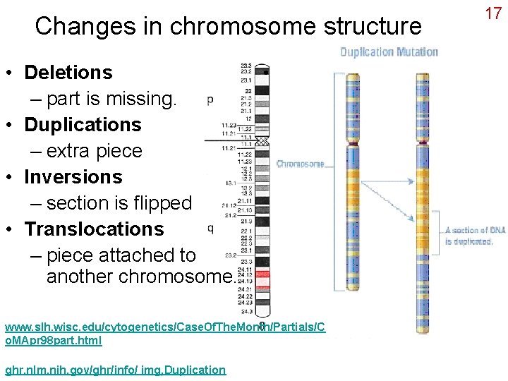 Changes in chromosome structure • Deletions – part is missing. • Duplications – extra