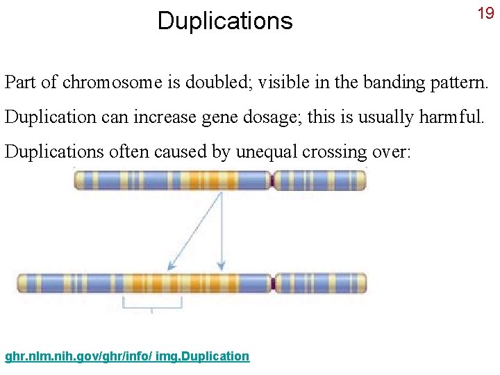 Duplications 19 Part of chromosome is doubled; visible in the banding pattern. Duplication can