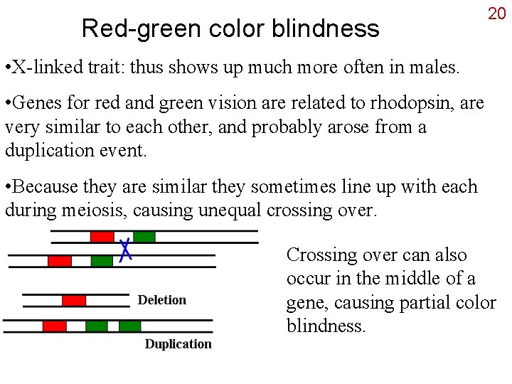 Red-green color blindness 20 • X-linked trait: thus shows up much more often in