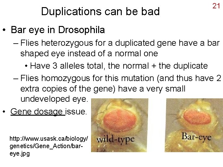 Duplications can be bad 21 • Bar eye in Drosophila – Flies heterozygous for