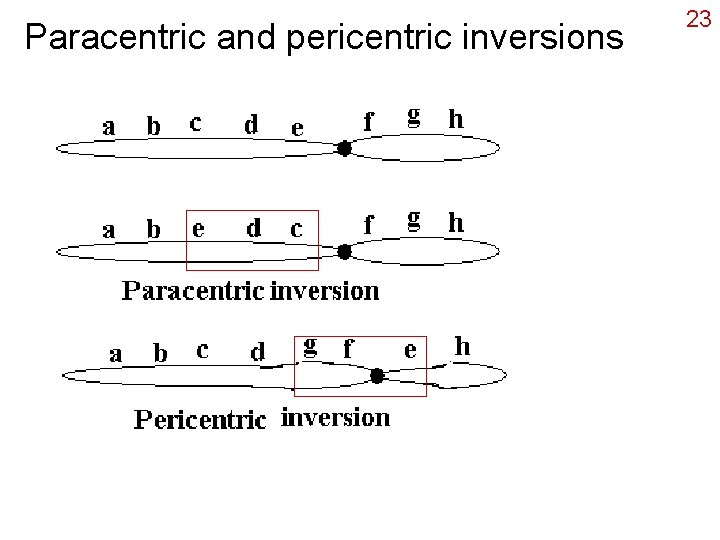 Paracentric and pericentric inversions 23 