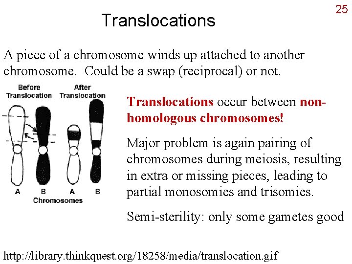 Translocations 25 A piece of a chromosome winds up attached to another chromosome. Could