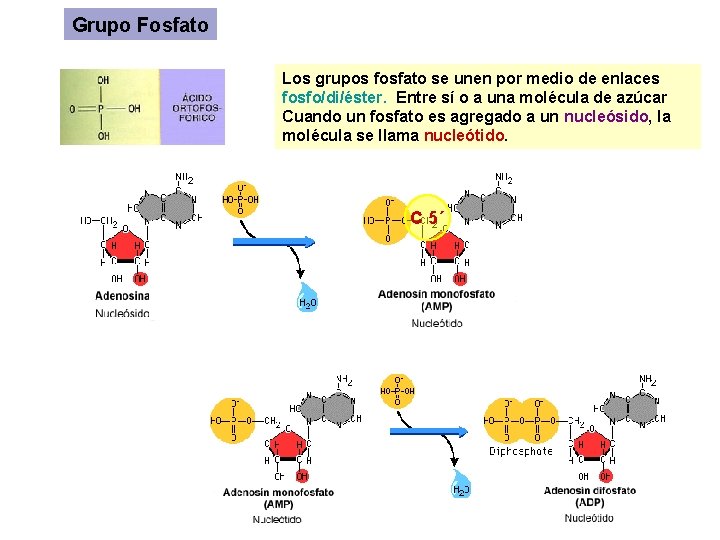 Grupo Fosfato Los grupos fosfato se unen por medio de enlaces fosfo/di/éster. Entre sí Grupo Fosfato Los grupos fosfato se unen por medio de enlaces fosfo/di/éster. Entre sí