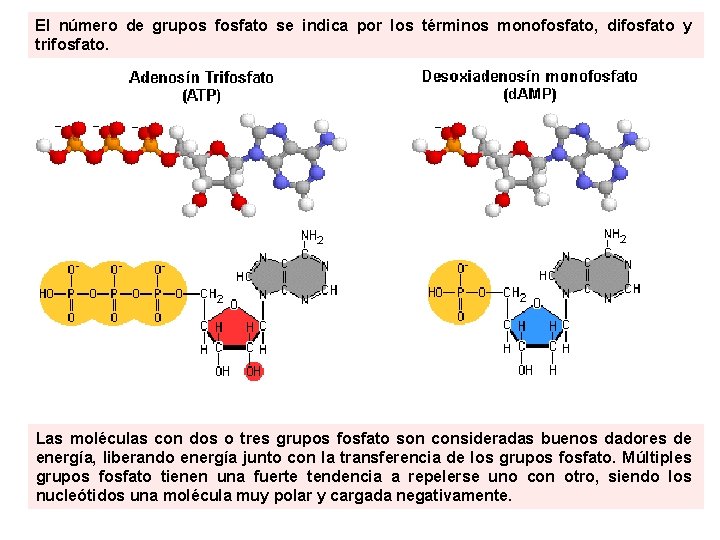 El número de grupos fosfato se indica por los términos monofosfato, difosfato y trifosfato. El número de grupos fosfato se indica por los términos monofosfato, difosfato y trifosfato.