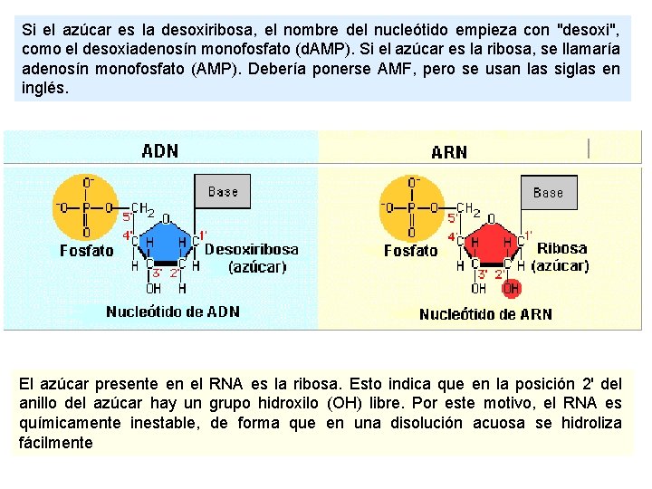 Si el azúcar es la desoxiribosa, el nombre del nucleótido empieza con "desoxi", como Si el azúcar es la desoxiribosa, el nombre del nucleótido empieza con "desoxi", como
